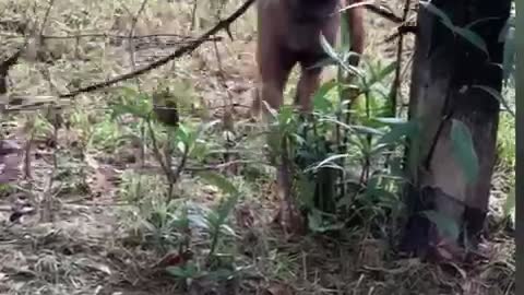 Little dog determined to get big stick through hole in fence