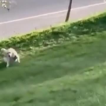 this is leny and he absolutely loves sliding dawn hills