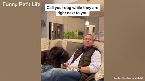 Can You Watch These Dogs Without Laughing Try it 😍 Funniest Dog