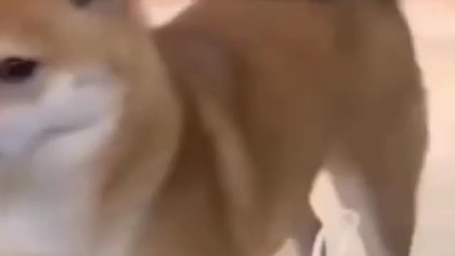 FUNNIEST AND CURIOUS PETS ON THE PLANET #3 (BICHOS MAIS ENGRAÇADOS E CURIOSOS DO PLANETA #3)