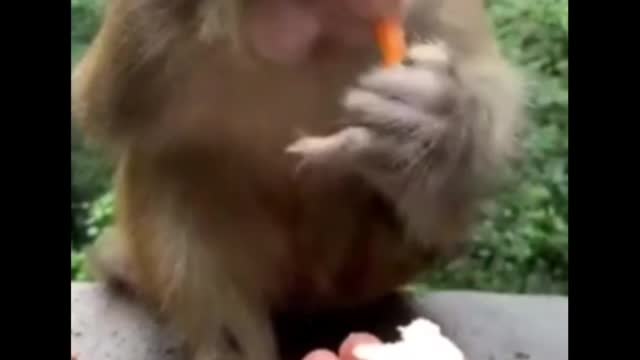 Short video monkey eating