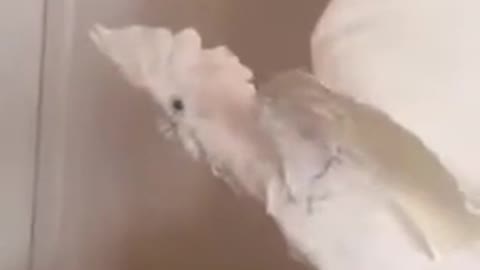 Parrot so cute video