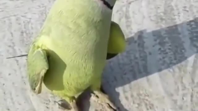 The best talking green parrot,Main mithu hun,Bolne wala tota,parrot speaking in urdu/hindi