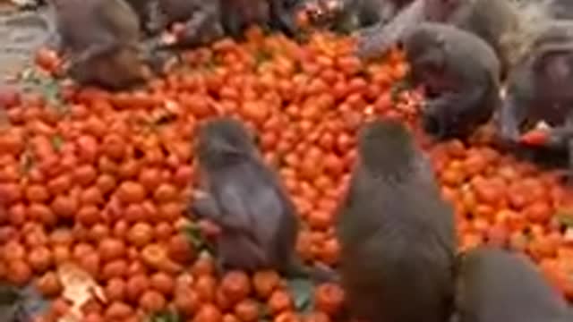 Fruit For Monkey which youtube video