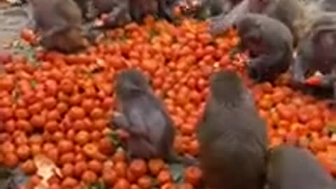 Fruit For Monkey which youtube video