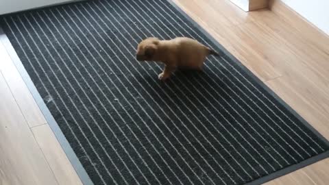 Cachorro y conejito jugando derretirán tu corazón