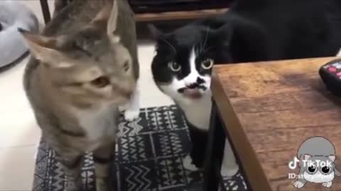 Cats talking ! these cats can speak english better than hooman.