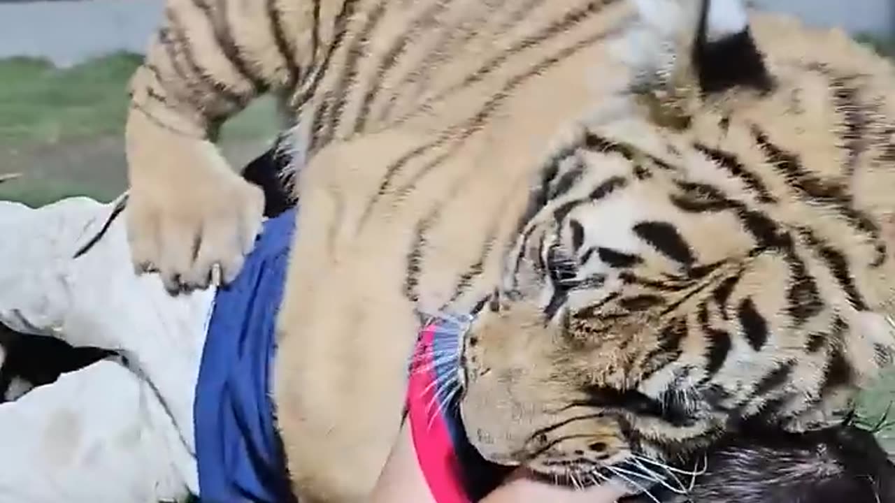 Kid playing with Big tiger