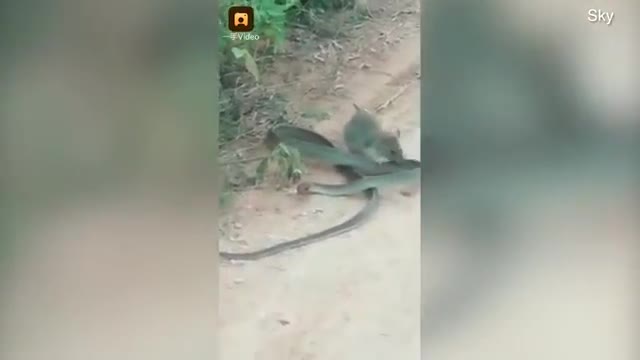Unbelievable moment rat tries to 'eat a SNAKE as it bites and drags the struggling reptile.
