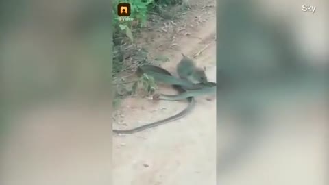 Unbelievable moment rat tries to 'eat a SNAKE as it bites and drags the struggling reptile.