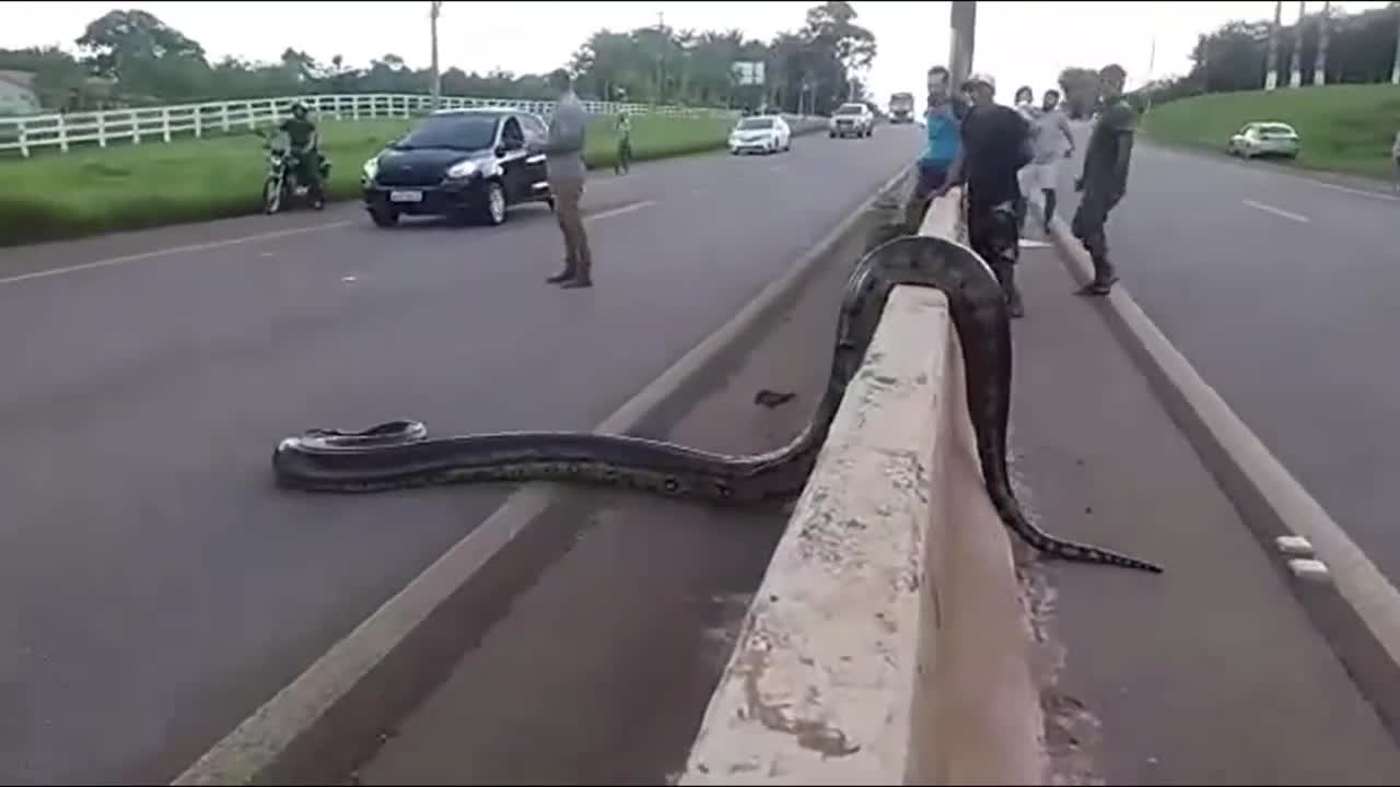 Omg😱 giant snake crossings the busy Highway road