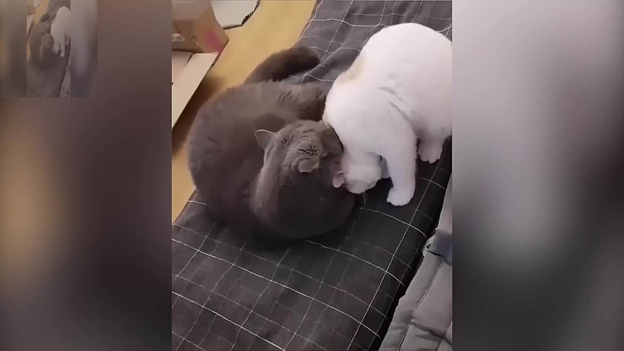 The white cat is fighting against the black cat