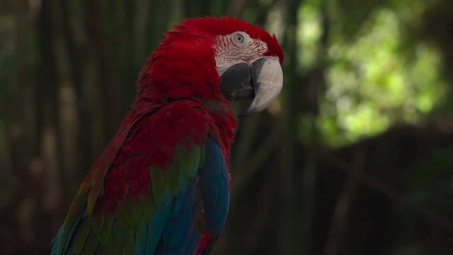 Red-crowned parrot!