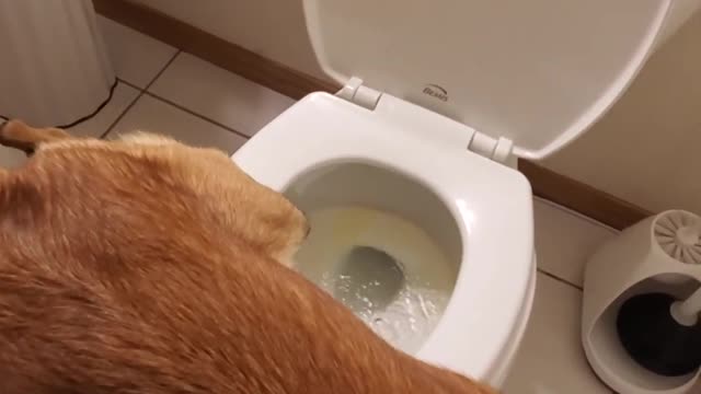 HILARIOUS Dog peeing in toilet Viral video