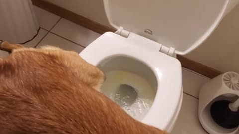 HILARIOUS Dog peeing in toilet Viral video