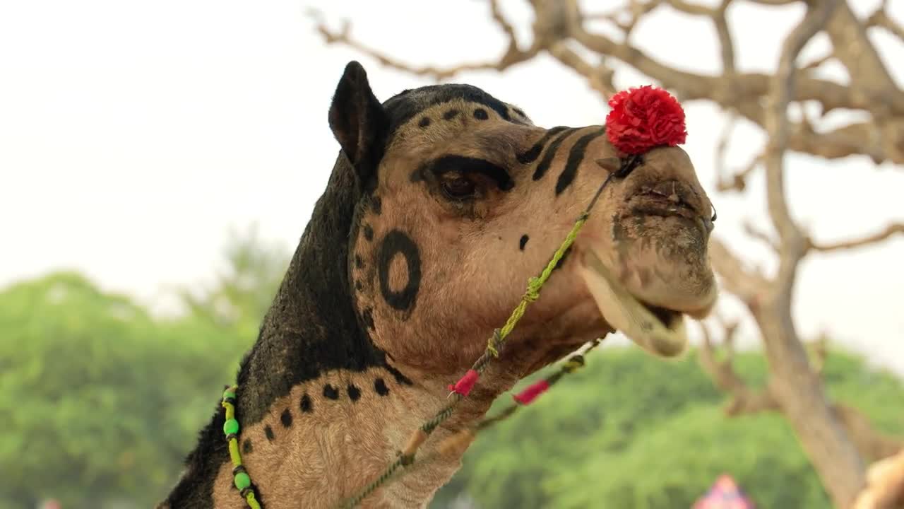 Camels in slow motion at the Pushkar Fair, also called the Pushkar Camel