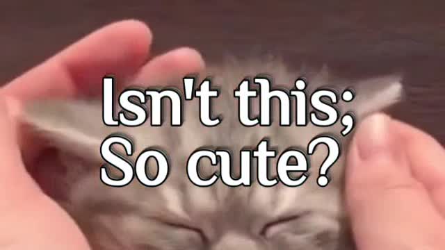 Cute kitten