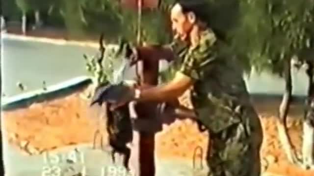 Funny clips of monkeys