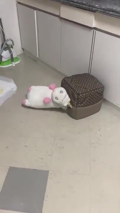 Puppy Needs a bigger house! Room for two! 😂💜🤩