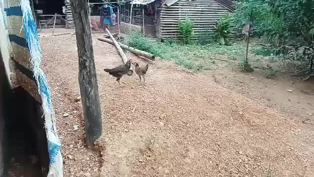 Cặp tình nhân đưa nhau đi chơi