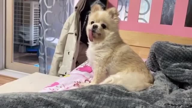 My puppy has passed puberty