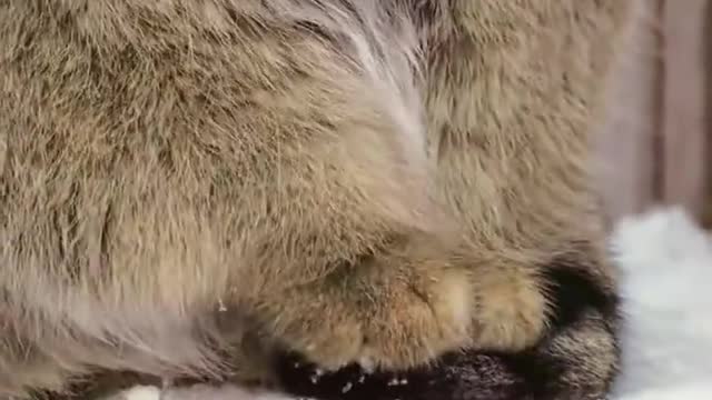 Rabbit in the snow: freeze your feet, or step on your tail!
