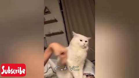 Cat's Reaction when Seeing a Snake