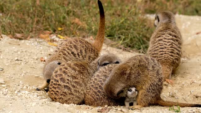 Cute mongoose cubs