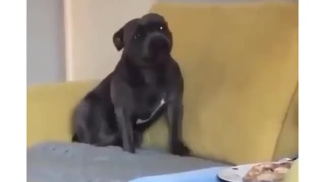 funny dogs vines funniest dogs and cats awesome funny pet animals videos