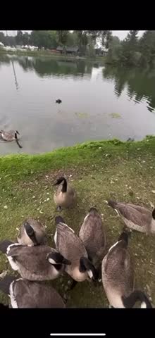 A goose said that please it’s my turn
