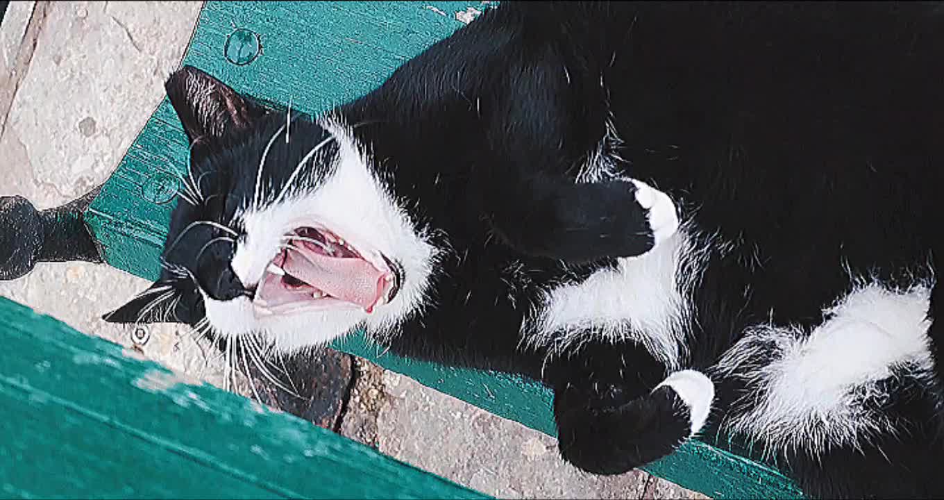 Amazing act of cat
