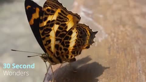 Tiny wings | Butterfly Closeup | Nature Video | 30 Seconds with nature