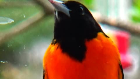 Oriole