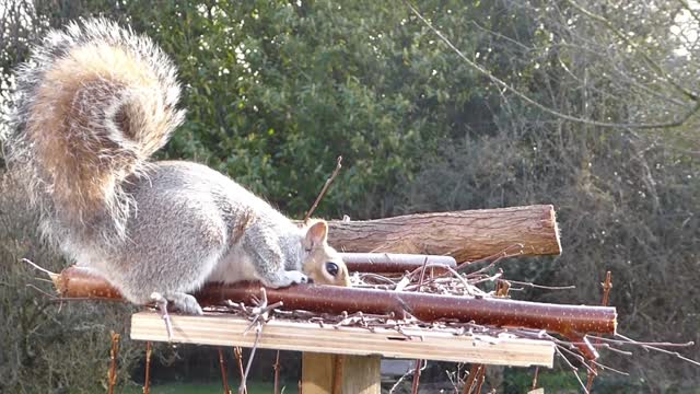 Cute squirrel looking for food in my house