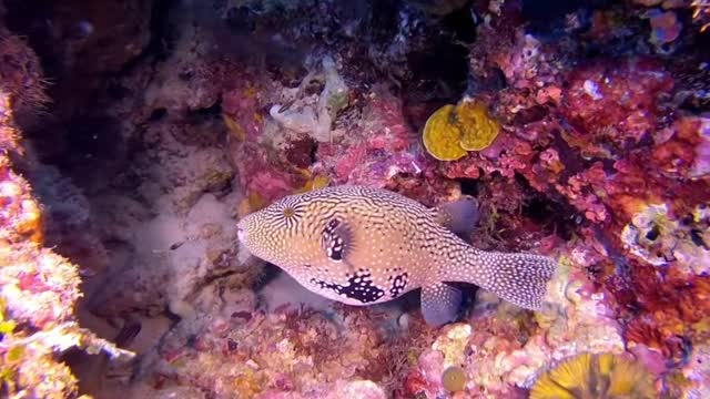 A scuba diver is facing a giant puffer fish.