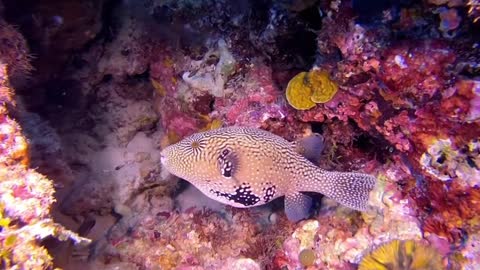 A scuba diver is facing a giant puffer fish.