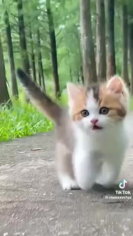 Cute kitten meow