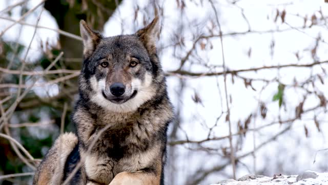 Into The Life of A Wolf - AN Overview