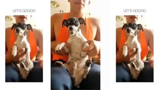 Dog imitates his human friend when flexing.