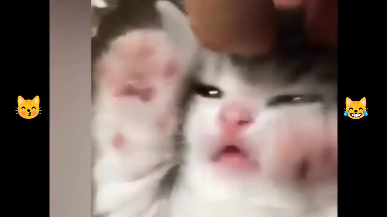 CUTE KITTENS MEOWING🥰Funny Cat Videos to Keep You Smiling🤣🤣🤣