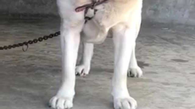 Dog very beautiful and fantastic funny videos viral