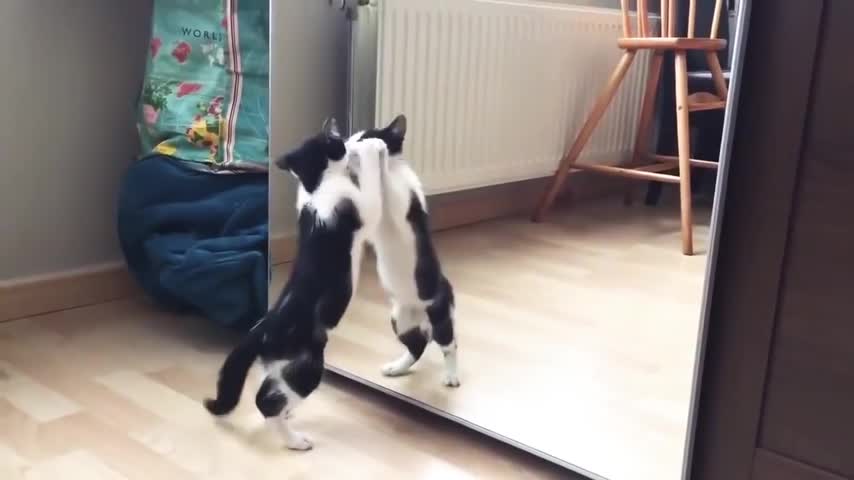 Cat funny video 🤣🤣