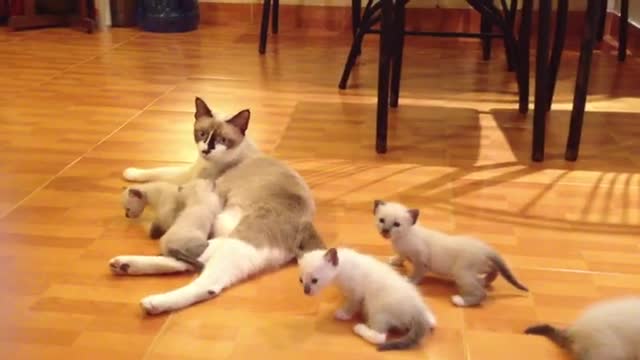 A Nursing mother cat with kittens on the house floor video