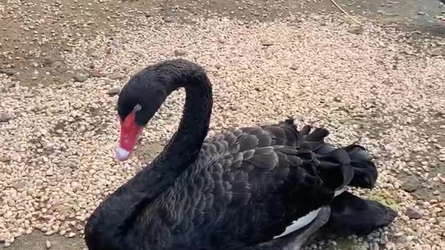 Lazy goose