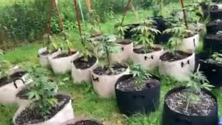 Pure Michigan Derek hunter podcast marijuana grow July 6 2021 Wednesday