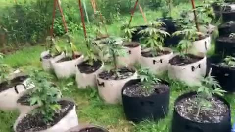 Pure Michigan Derek hunter podcast marijuana grow July 6 2021 Wednesday