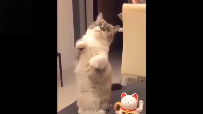 Cute And Funny Pets Videos Try Not To Laugh To These Pets Compilation