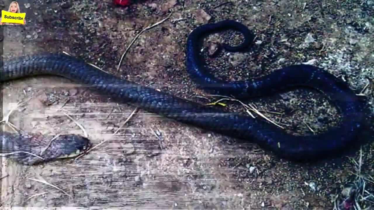 Very Loyal dog saves owner from venomous dangerous snake attack but he dies later