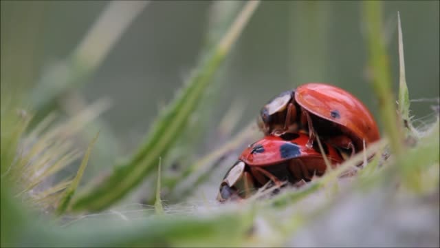 Ladybugs making love on the ground