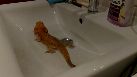 Bearded dragon having fun whilst splashing